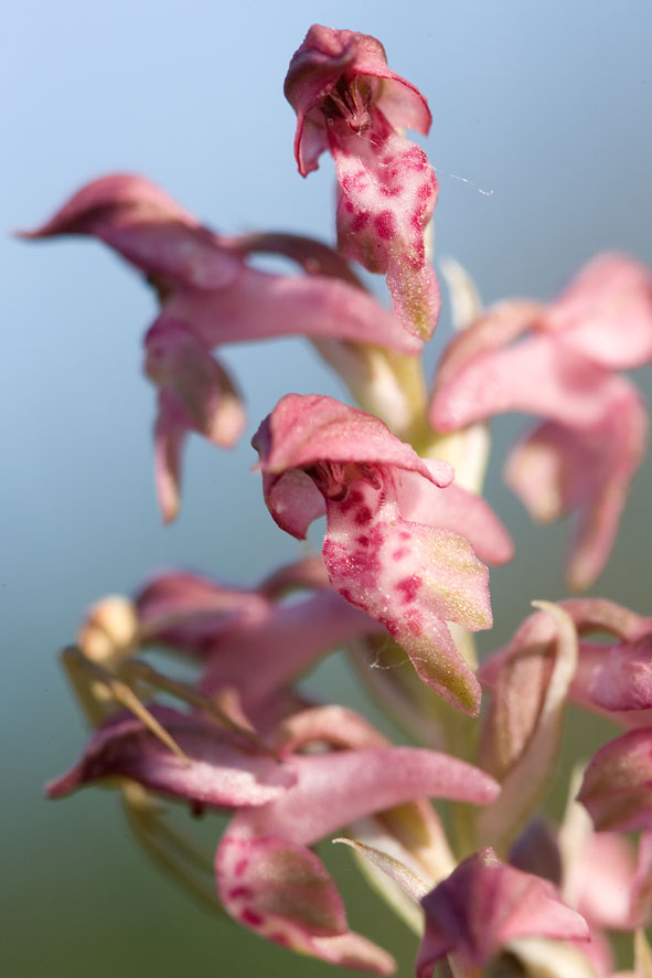 Orchis coriophora